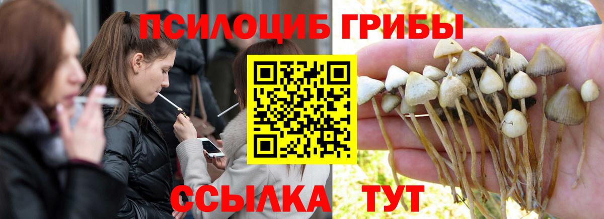 купить   Вход с VPN  Гусев  Псилоцибиновые грибы Cubensis 